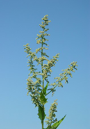 Chenopodium_simplex_inflorescence.jpg