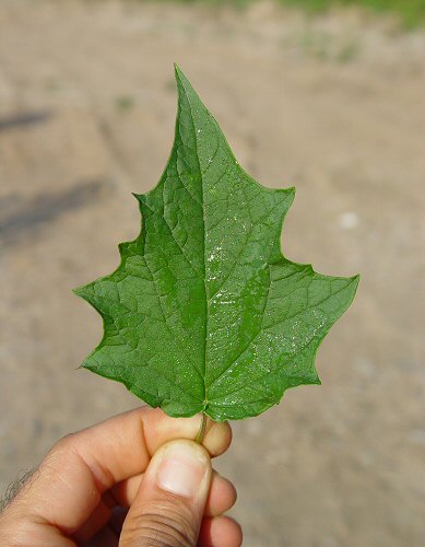 Chenopodium_simplex_leaf.jpg
