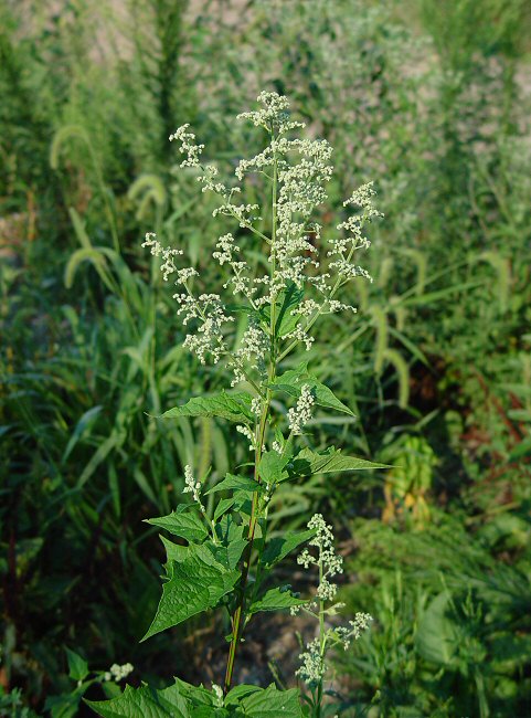 Chenopodium_simplex_plant.jpg