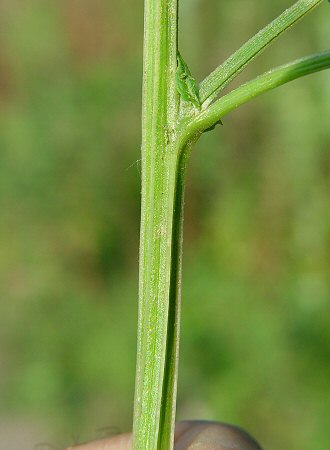 Chenopodium_simplex_stem.jpg