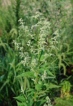 Chenopodium simplex thumbnail