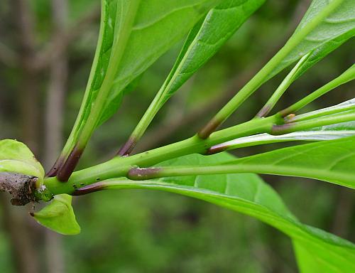 Chionanthus_virginicus_bases.jpg