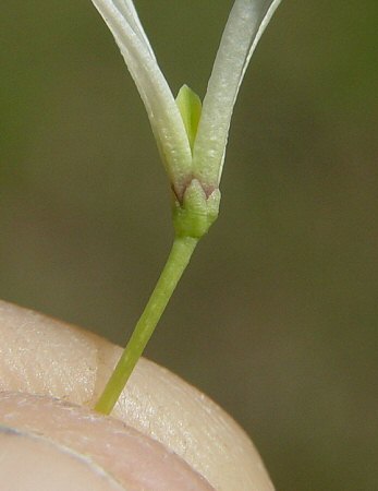 Chionanthus_virginicus_calyx.jpg