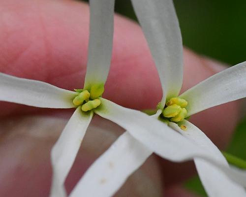 Chionanthus_virginicus_corollas.jpg