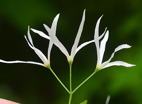 Chionanthus_virginicus_flowers.jpg