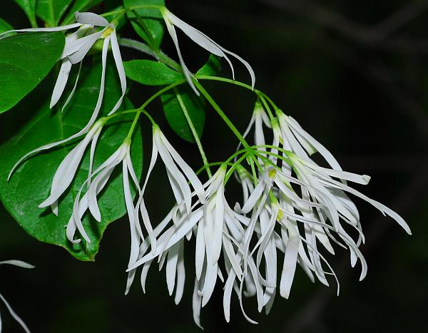 Chionanthus_virginicus_inflorescence.jpg