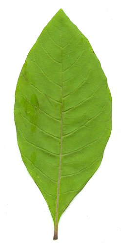 Chionanthus_virginicus_leaf1.jpg