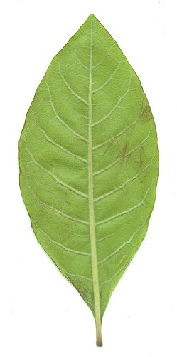 Chionanthus_virginicus_leaf2.jpg