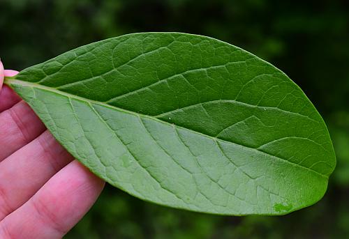 Chionanthus_virginicus_leaf3.jpg