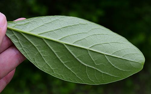 Chionanthus_virginicus_leaf4.jpg