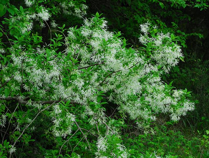 Chionanthus_virginicus_plant2.jpg