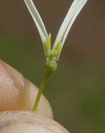 Chionanthus_virginicus_stamens.jpg