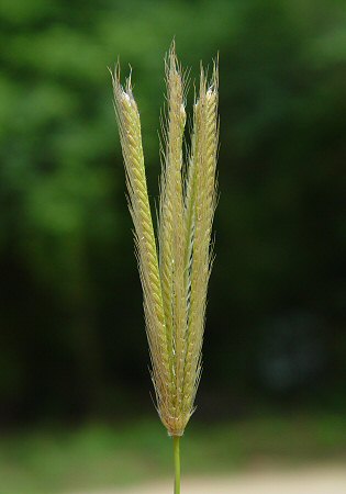 Chloris_virgata_inflorescence.jpg