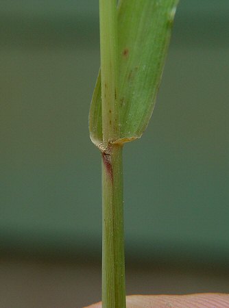 Chloris_virgata_leaf_base.jpg