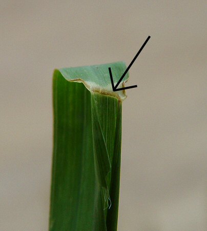 Chloris_virgata_ligule.jpg