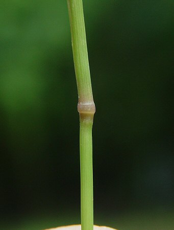 Chloris_virgata_node.jpg