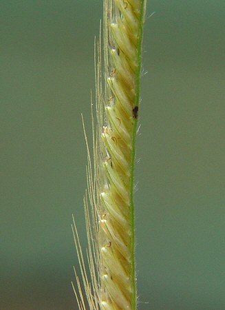 Chloris_virgata_spikelets.jpg