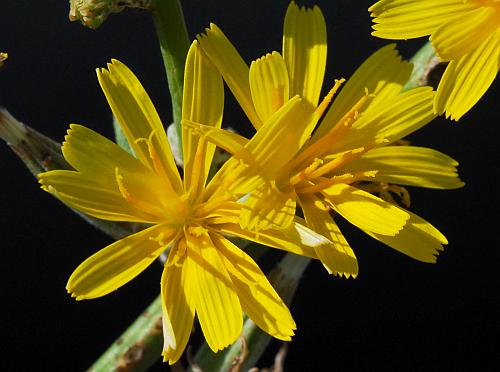 Chondrilla_juncea_florets.jpg