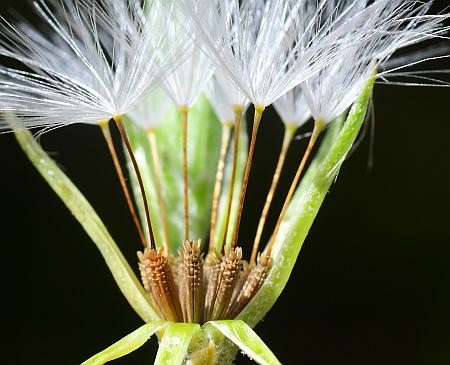 Chondrilla_juncea_fruits.jpg