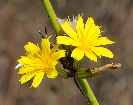 Chondrilla_juncea_heads.jpg