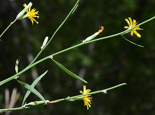 Chondrilla_juncea_inflorescence1.jpg