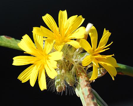 Chondrilla_juncea_inflorescence2.jpg