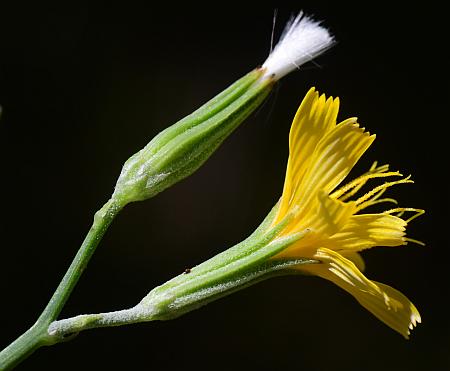 Chondrilla_juncea_involucre.jpg