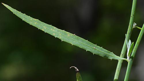 Chondrilla_juncea_leaf1.jpg