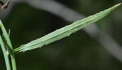 Chondrilla_juncea_leaf2.jpg