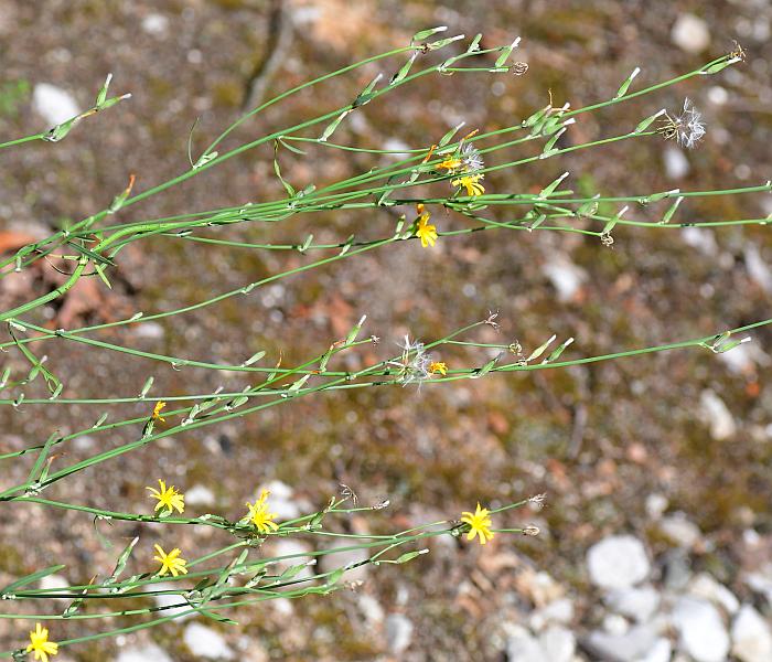 Chondrilla_juncea_plant.jpg