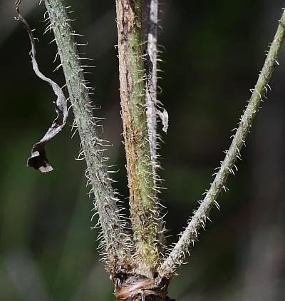 Chondrilla_juncea_stem1.jpg