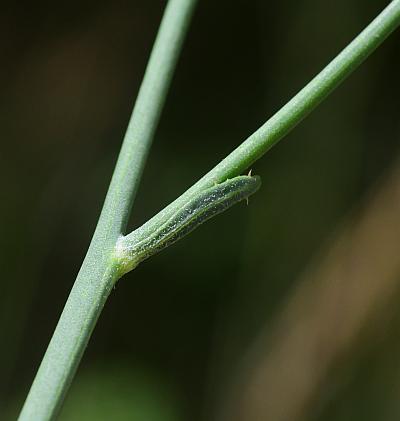 Chondrilla_juncea_stem2.jpg