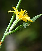 Chondrilla juncea thumbnail