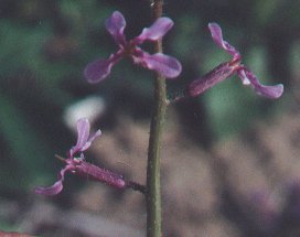 Chorispora_tenella_calyx.jpg