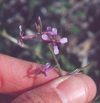 Chorispora_tenella_flower.jpg