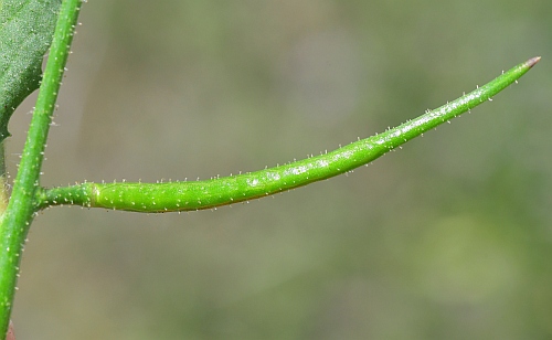 Chorispora_tenella_fruit.jpg