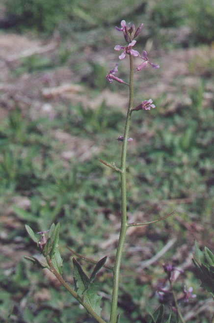 Chorispora_tenella_inflorescence.jpg