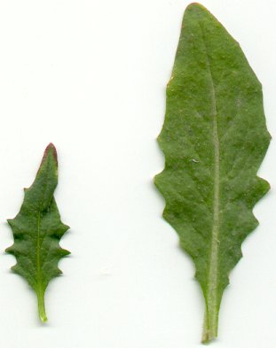 Chorispora_tenella_leaves.jpg