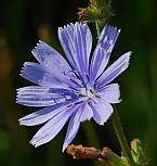 Cichorium intybus thumbnail