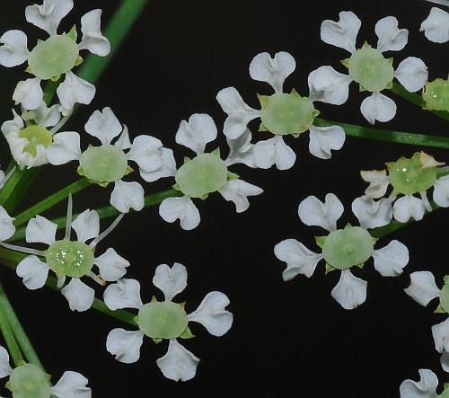 Cicuta_maculata_florets.jpg