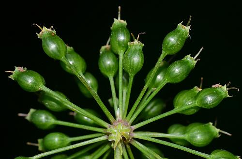 Cicuta_maculata_fruits1.jpg