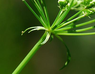 Cicuta_maculata_involucre.jpg