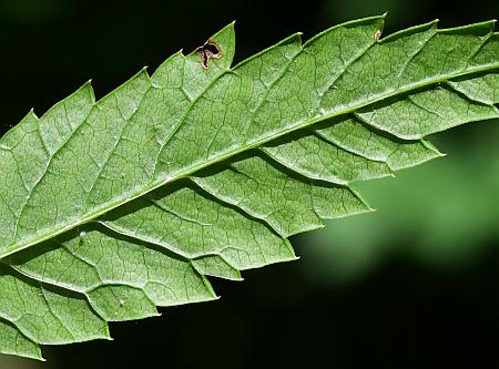 Cicuta_maculata_leaflet2.jpg