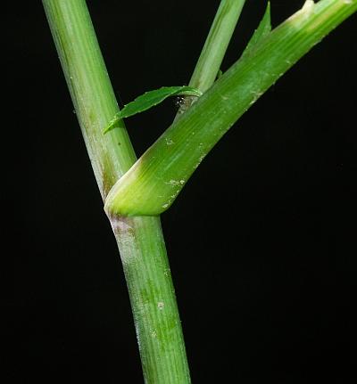 Cicuta_maculata_stem.jpg