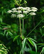 Cicuta maculata thumbnail