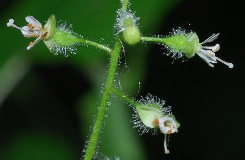 Circaea_canadensis_calyx2.jpg