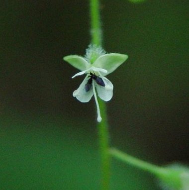 Circaea_canadensis_flower1.jpg