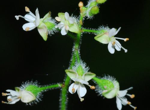 Circaea_canadensis_flower2.jpg