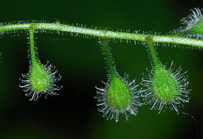 Circaea_canadensis_fruit2.jpg