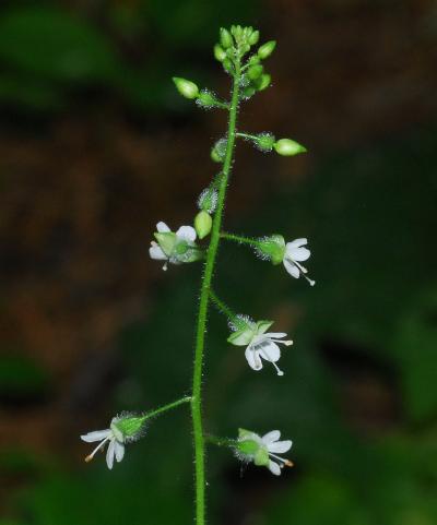 Circaea_canadensis_inflorescence.jpg